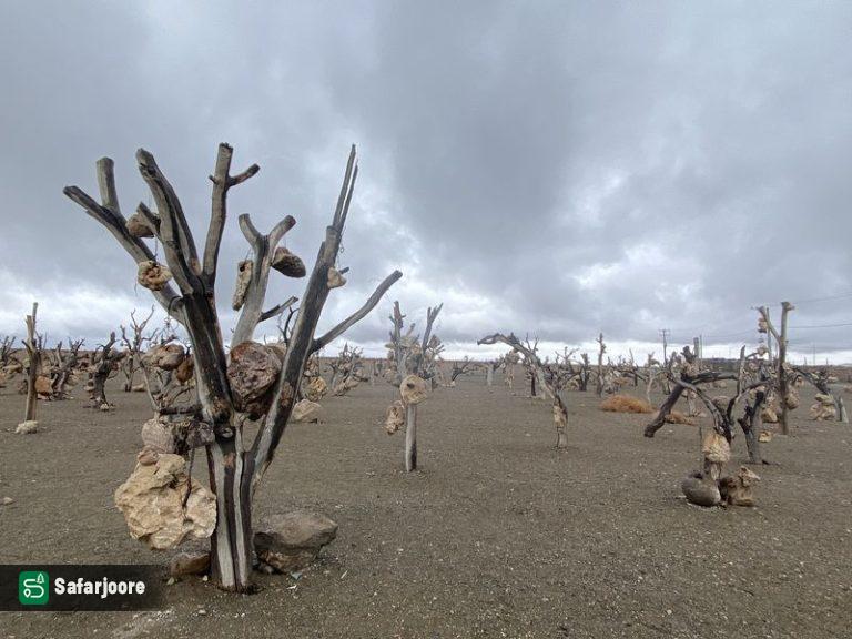 باغ سنگی ابری