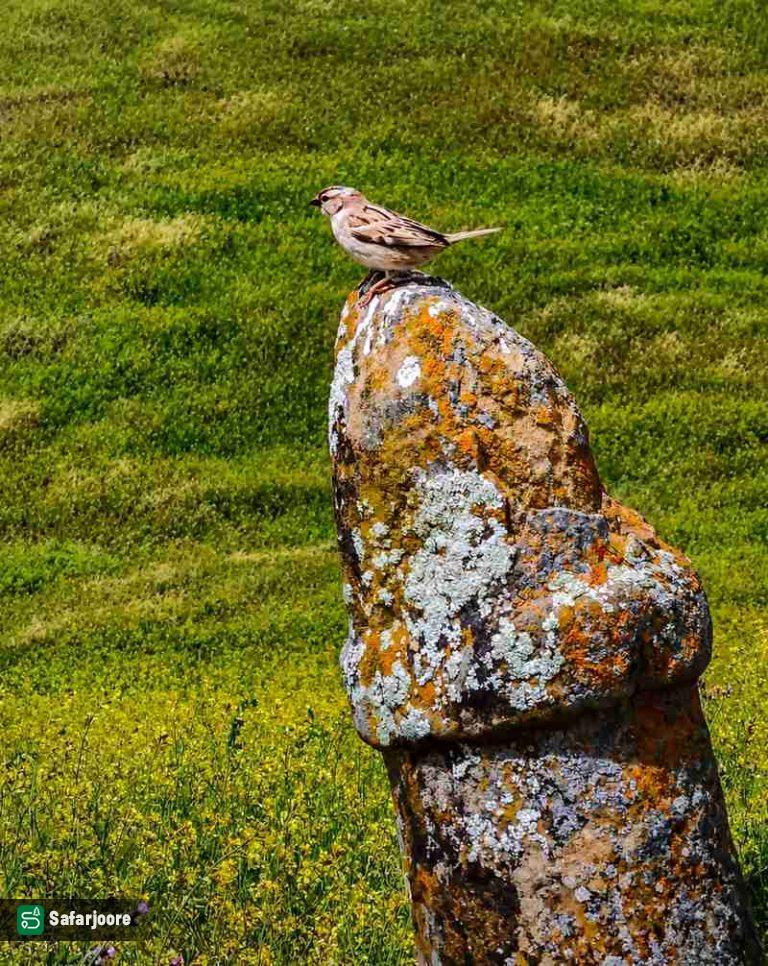 پرنده بر سنگ