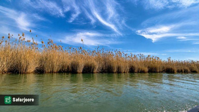 نمای حصیر ها در پائییز