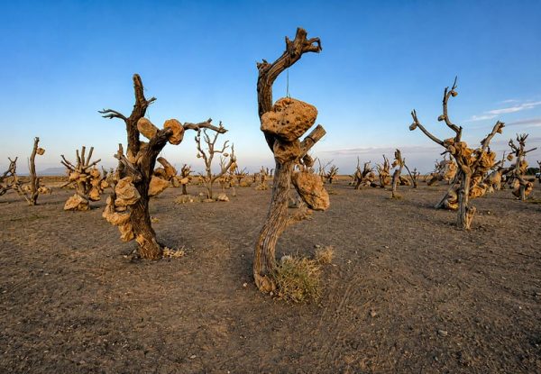 دورنمای باغ سنگی