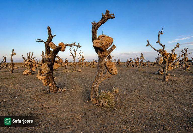 دورنمای باغ سنگی