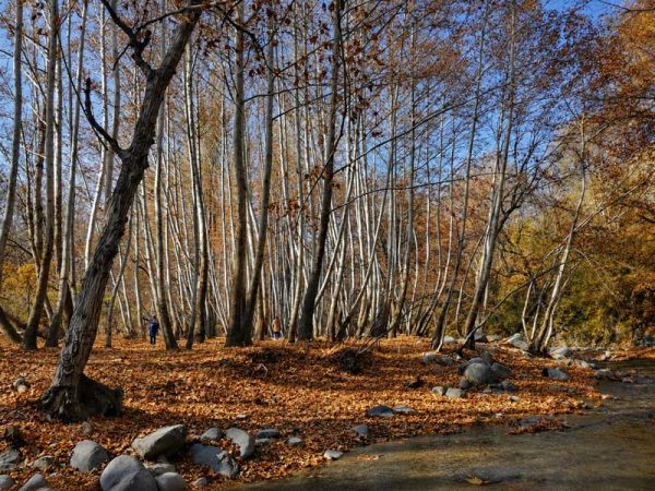 باغ نمای دیگر پائیزی