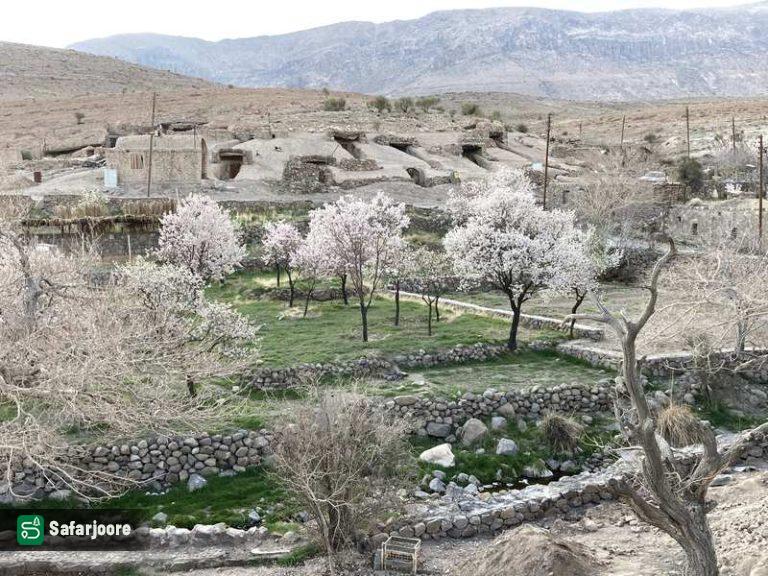 شکوفه‌های روستایی