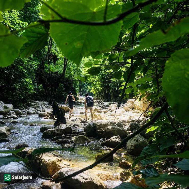 مسیر جنگلی