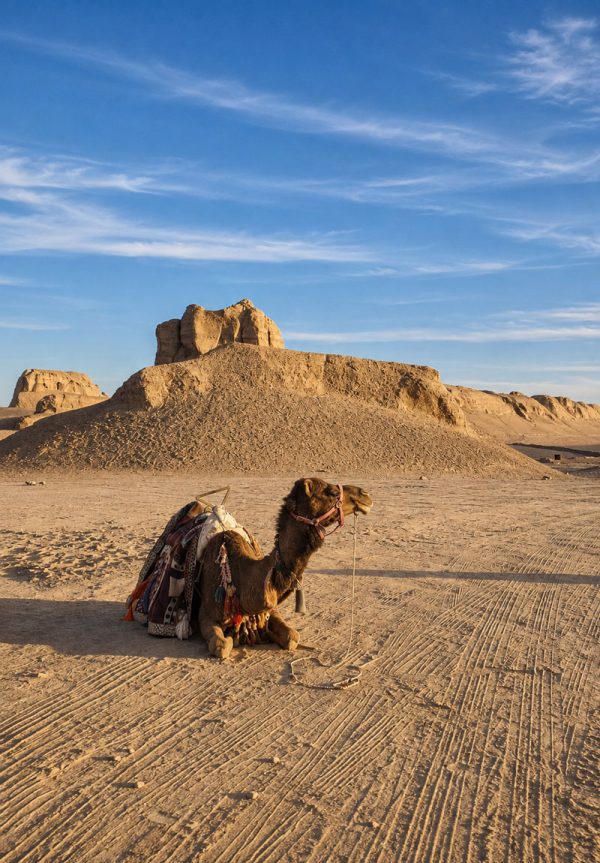 شتر در کویر لوت