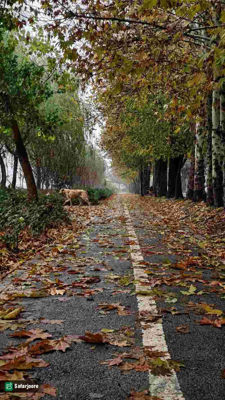 برگ ریزان پاییزی