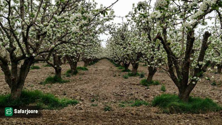 شکوفه های بهاری
