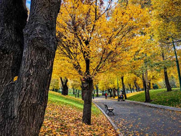 پاییز طلایی
