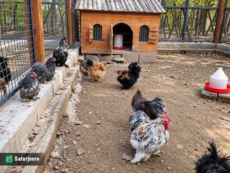 مرغ ها نمای دیگر