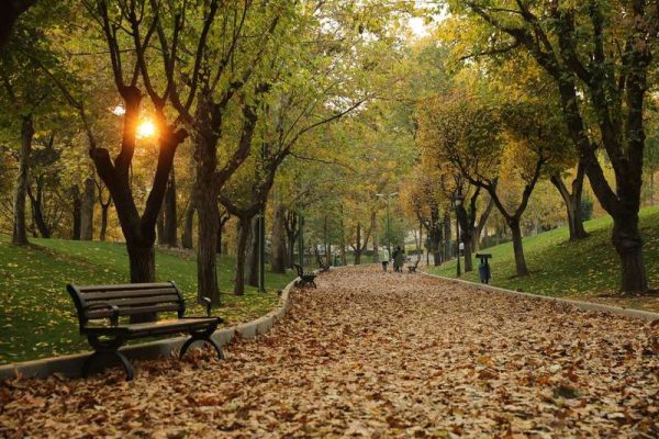 برگ ریزان پاییزی