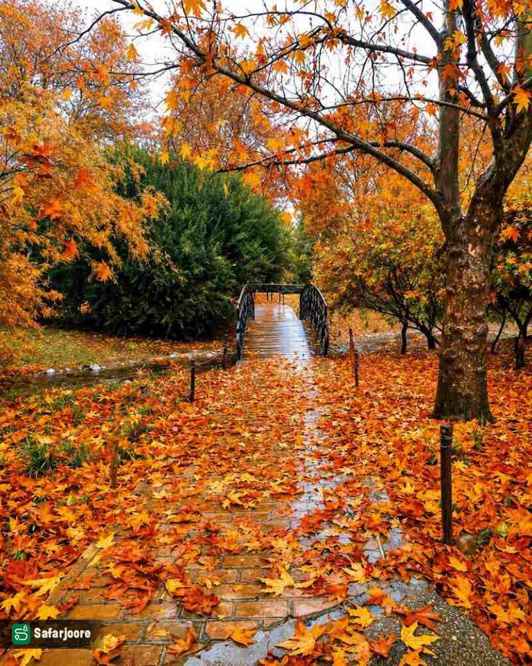 برگ های نارنجی