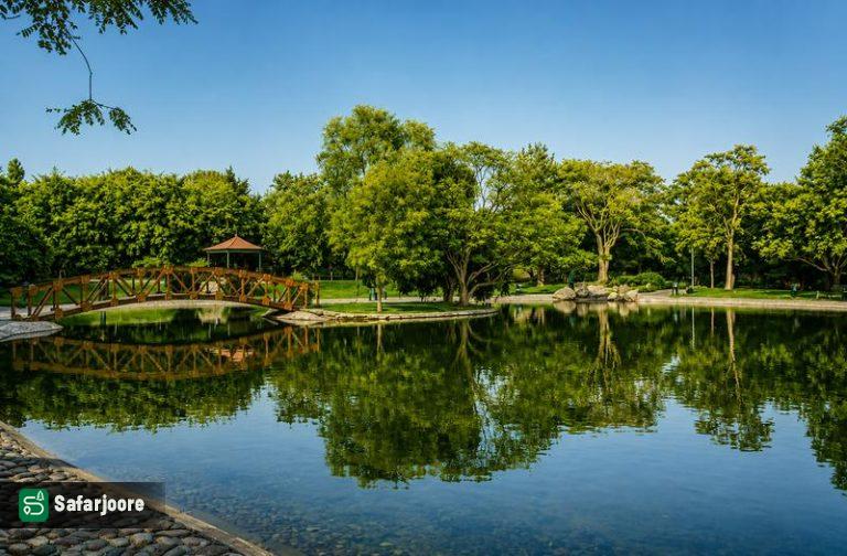 برکه جنگلی